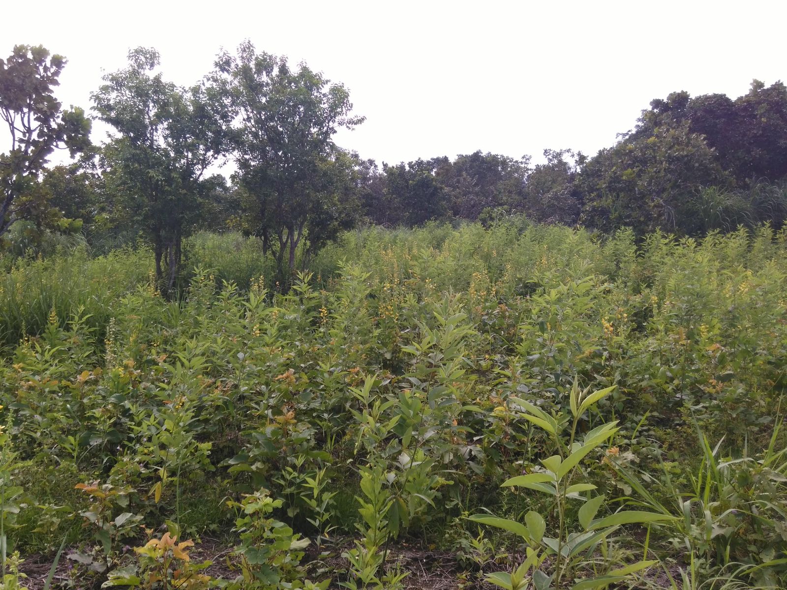 UA - Fazenda Ijuí, Canarana/MT